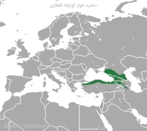 حشره خوار کوتوله قفقازی